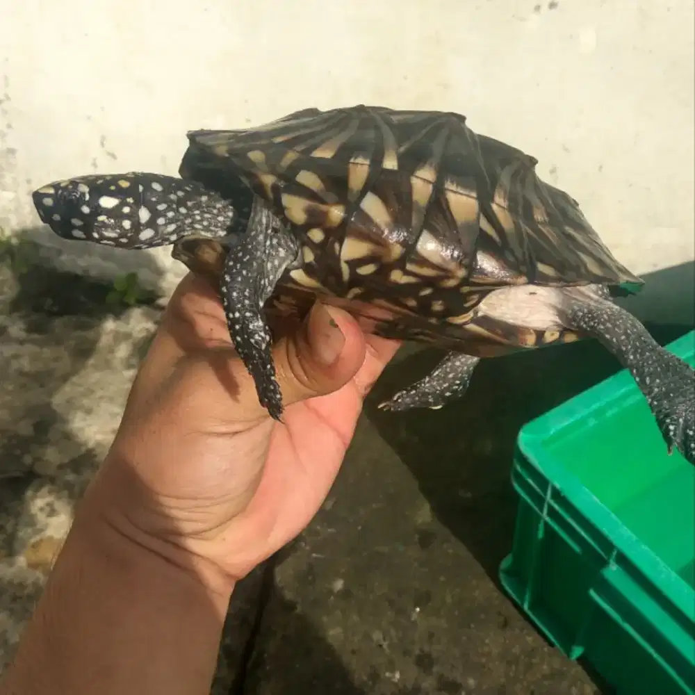 Kura-kura Hamiltoni Hamilton 13-15cm