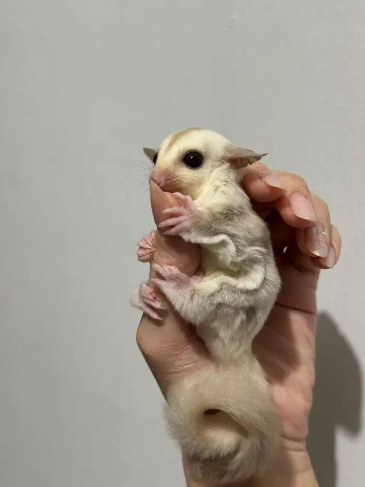 Sugar Glider Creamino