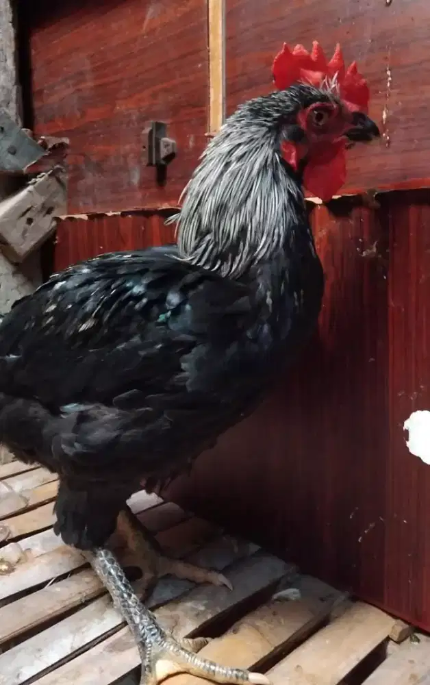 Jual ayam kampung