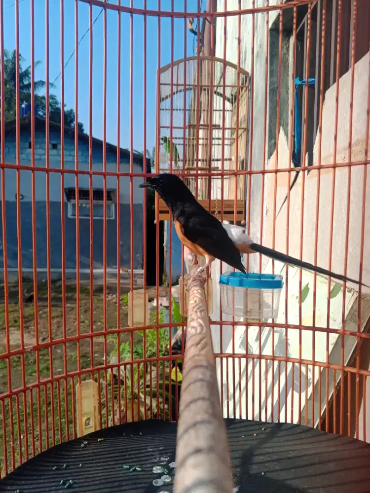 murai Batu medan Pastol Gacor