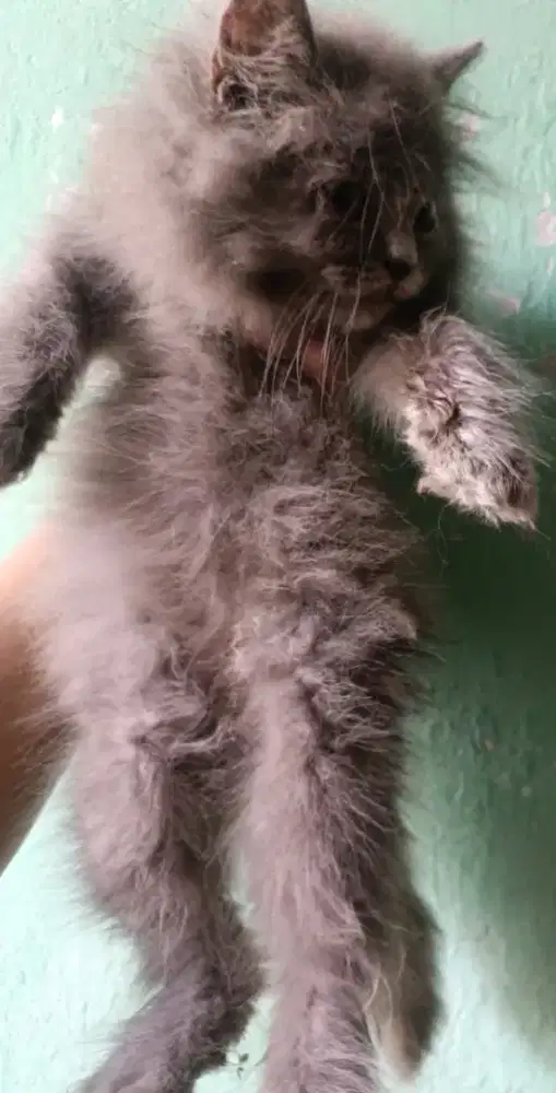 kucing sehat siapa cepat