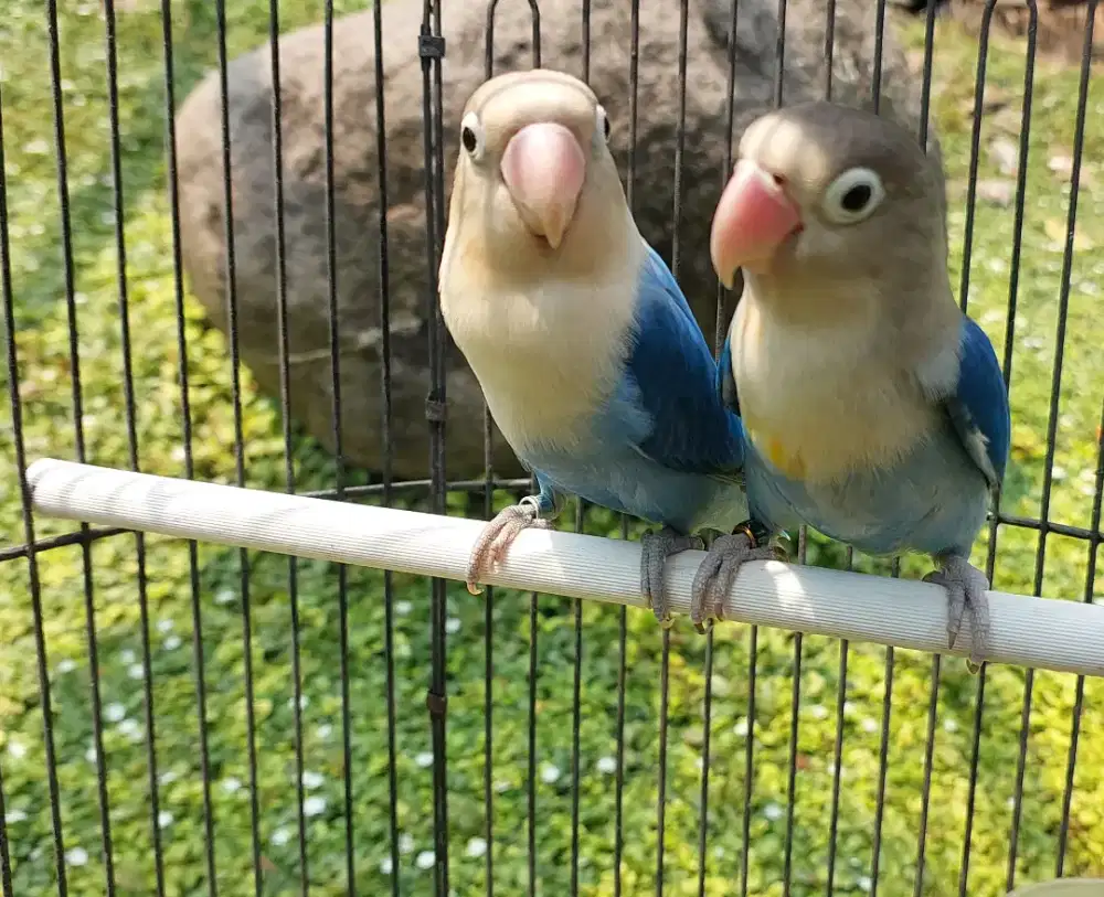 Induk lovebird split dun