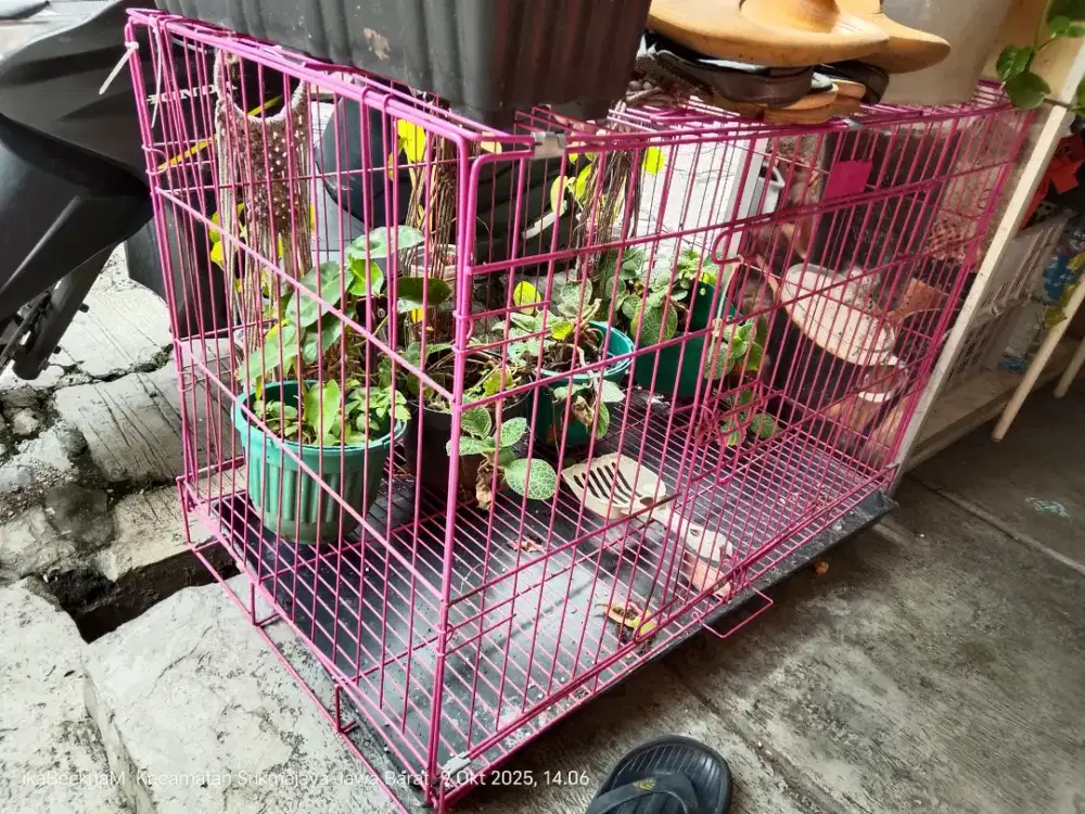 Kandang kucing / burung