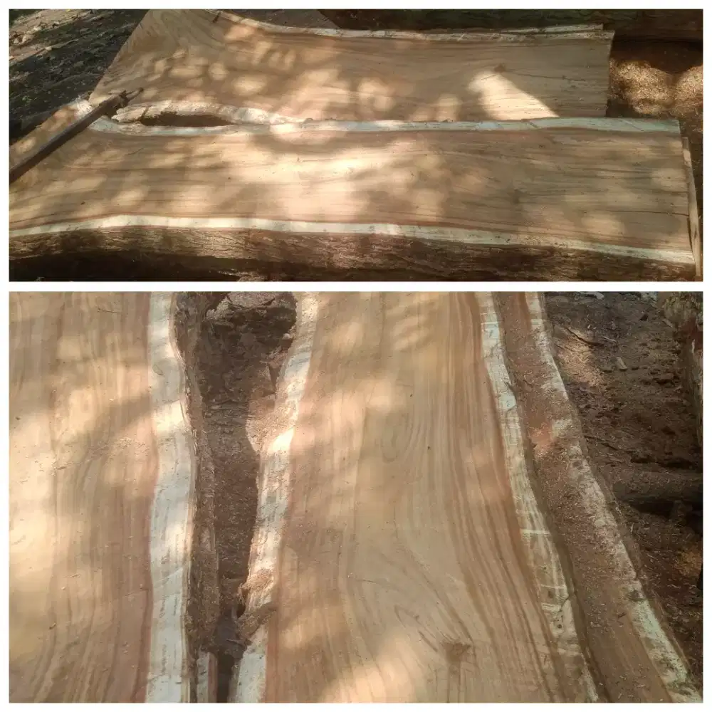 Kayu trembesi - suar woods
