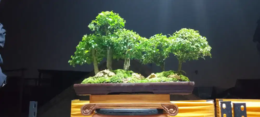 Bonsai grouping panorma legistrum