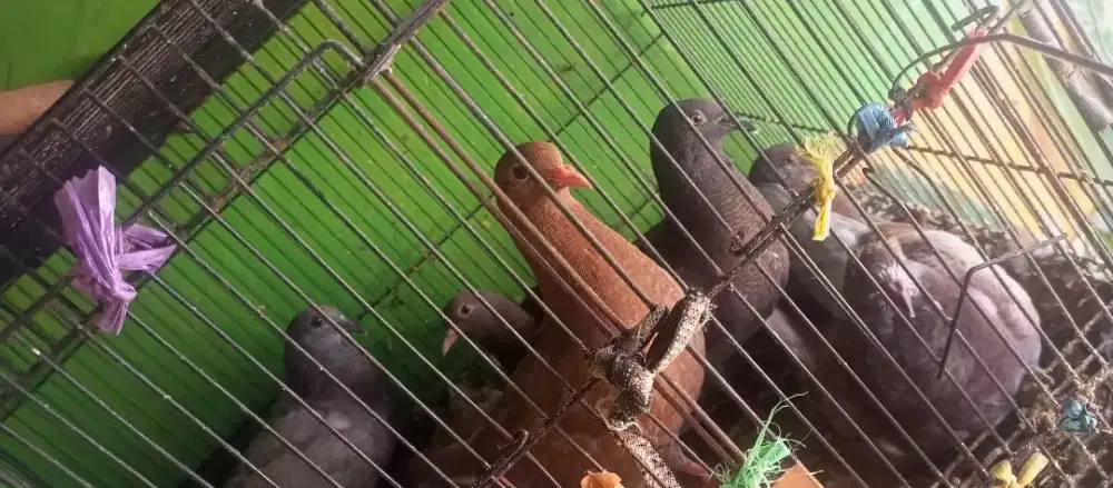 JUAL BURUNG DARA PIYIK MURAH