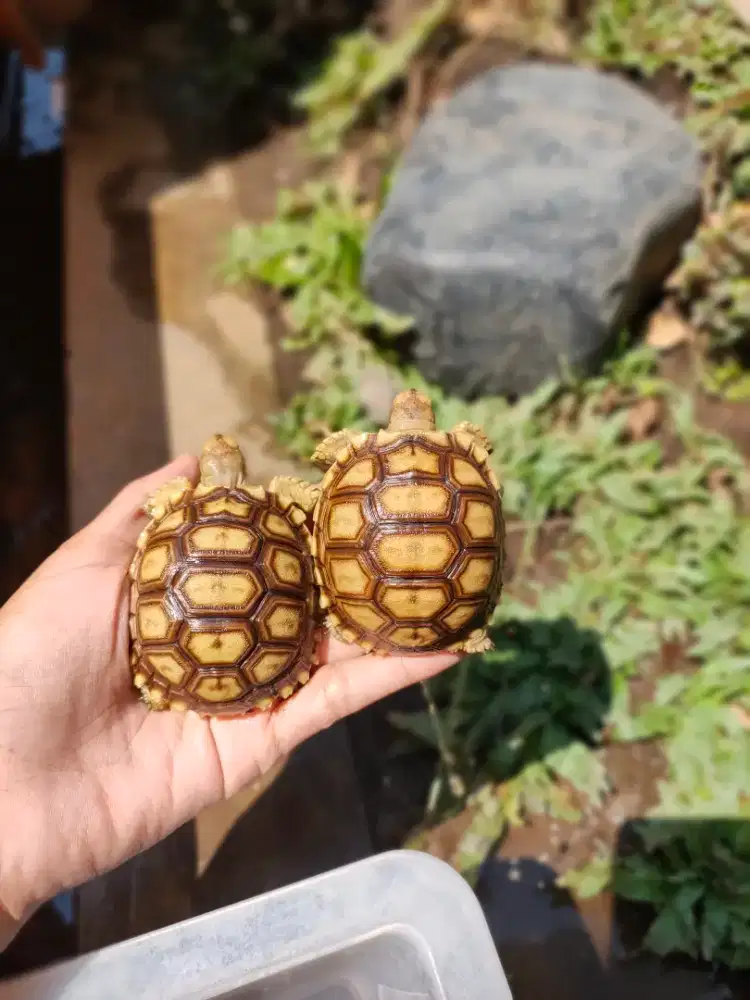 sulcata 6,5cm mulus rakus sehat