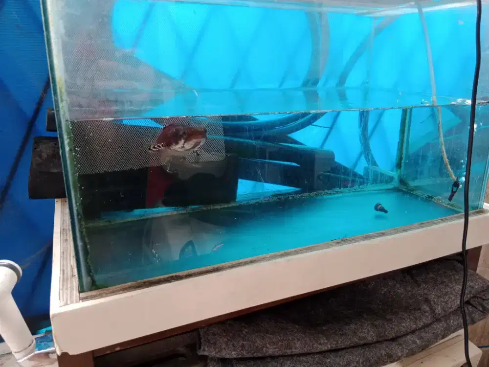 ikan Cana merah