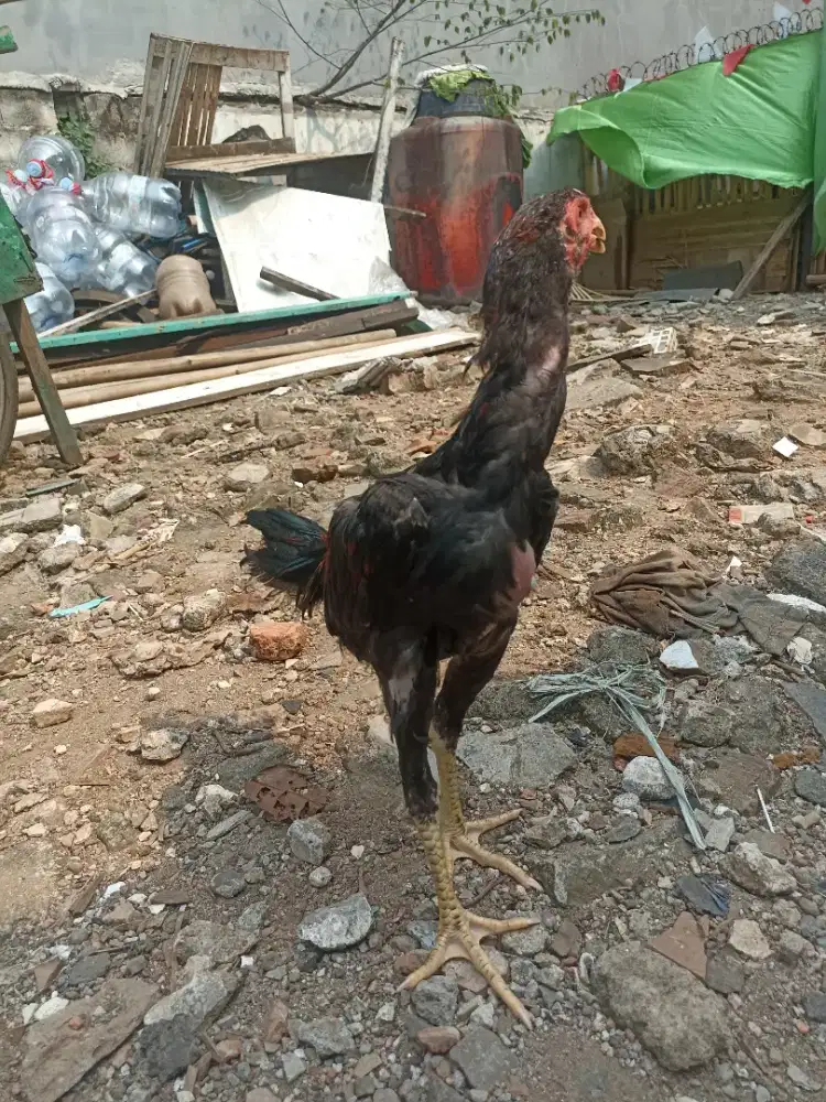 Ayam bangkok kaki rotan
