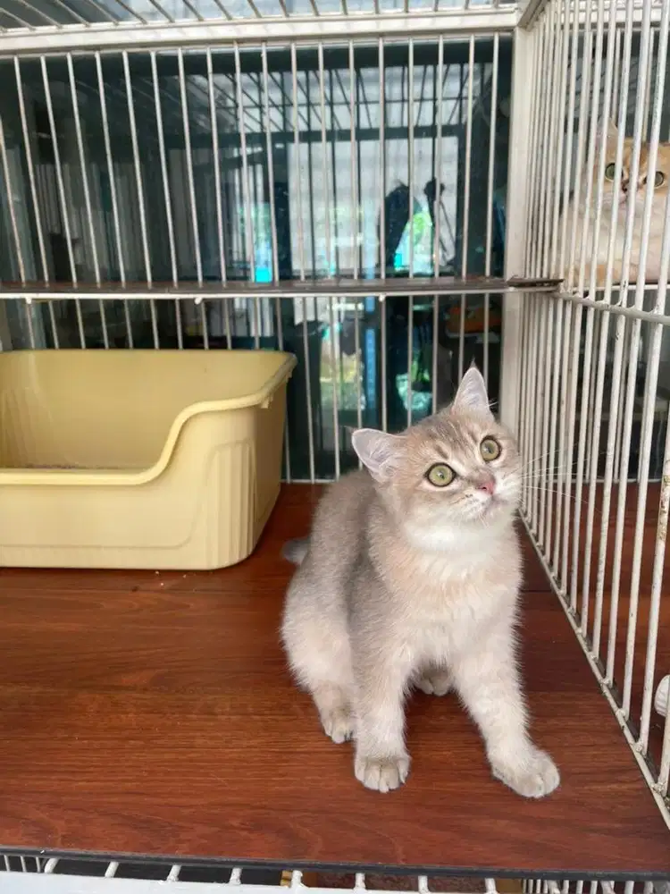 British short hair kitten betina