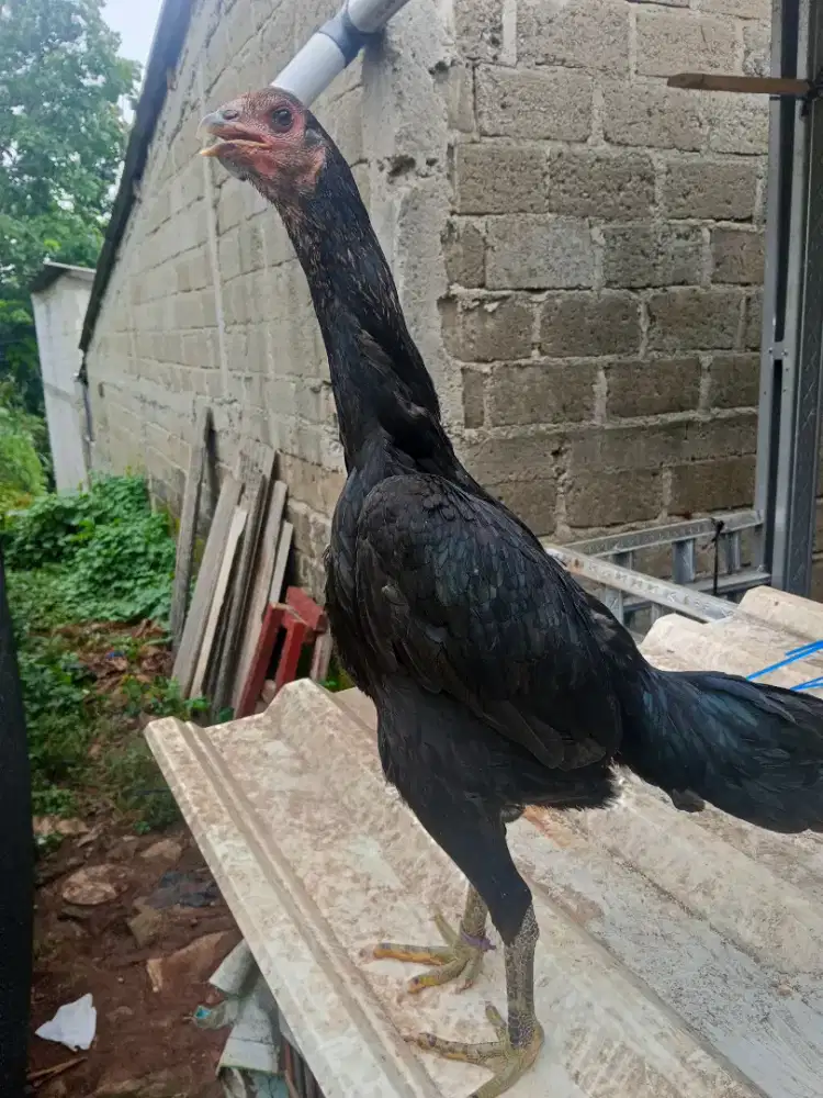 Ayam Bangkok klasik biang