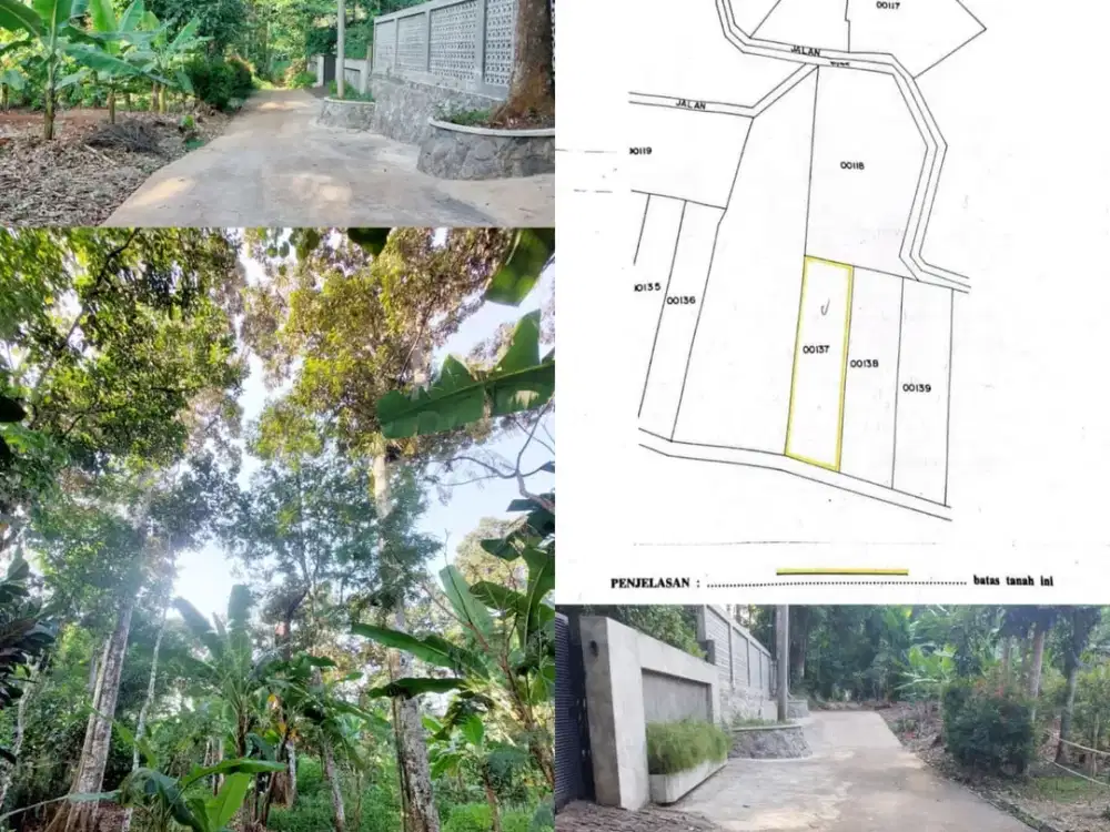 Kebun Durian Produktif Daerah Gunungpati