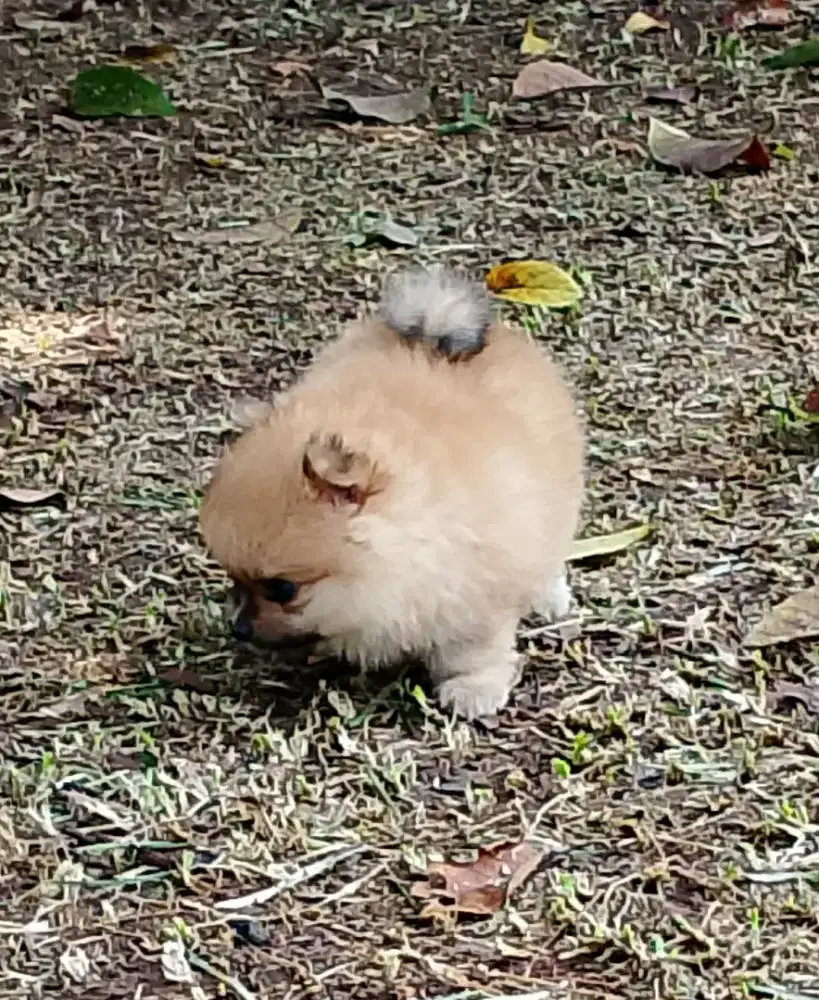 POMERIAN ASLI... Keturanan chapion