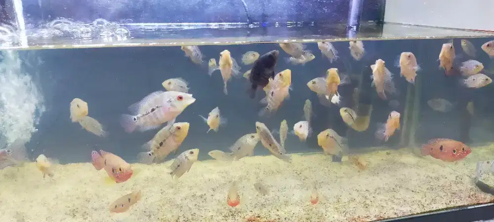 anakan ikan louhan