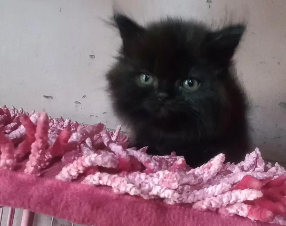 kucing persia mix himalaya jantan dan betina