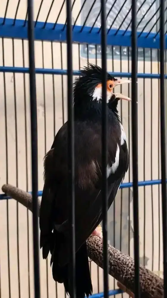 Jalak suren jawa gacor nyatpam