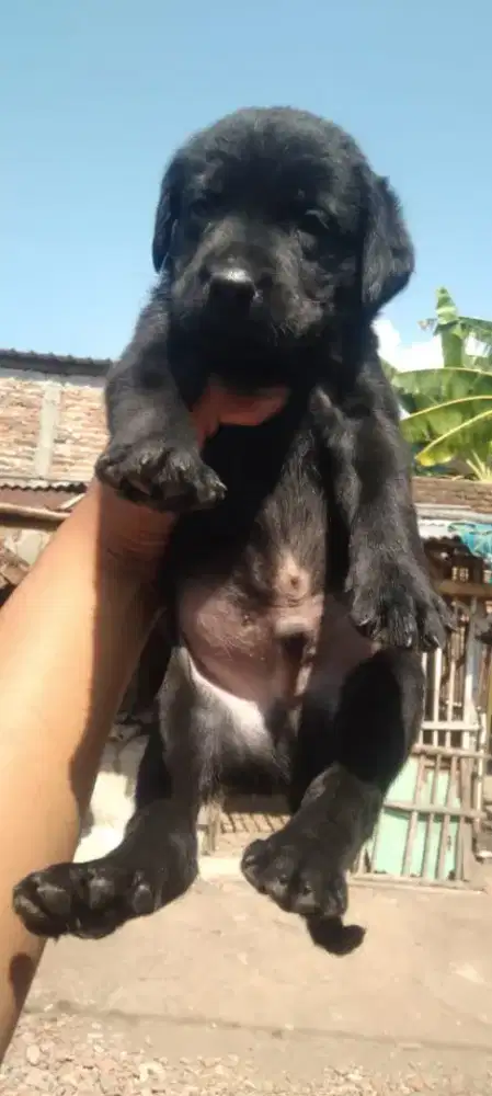 LABRADOR RETRIEVER