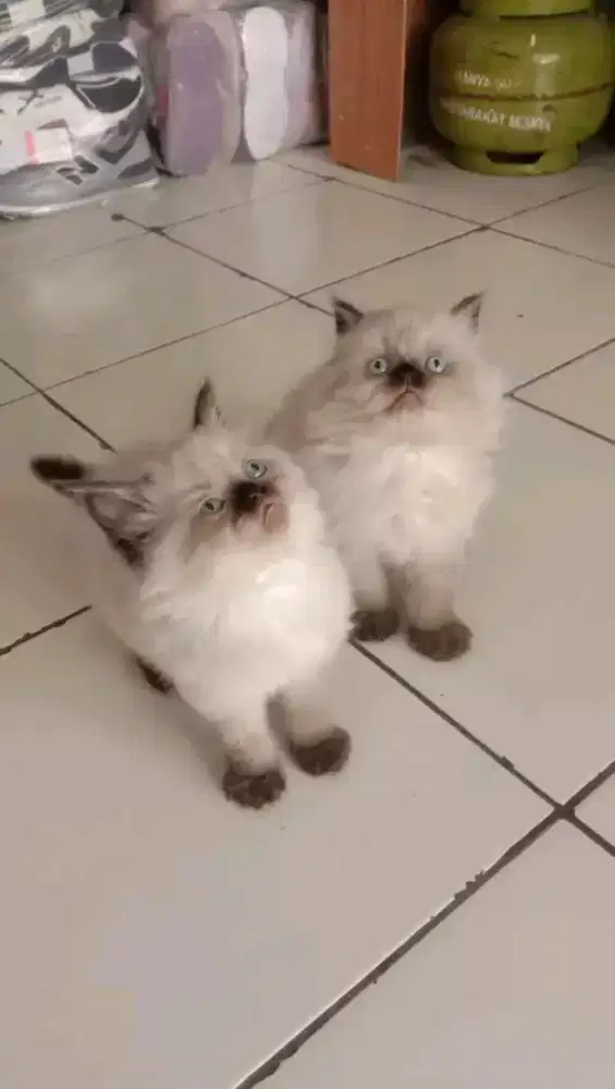 Sepasang kitten himalaya flatnose usia 3bulan sehat aktif