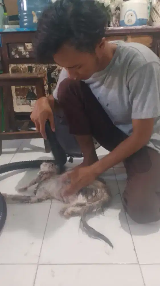 Salon hewan keliling