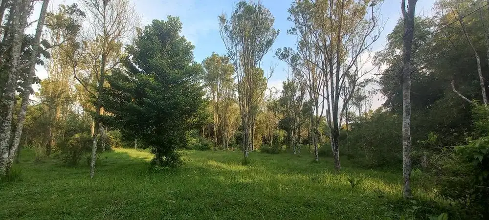 Jual Kebun Cengkeh