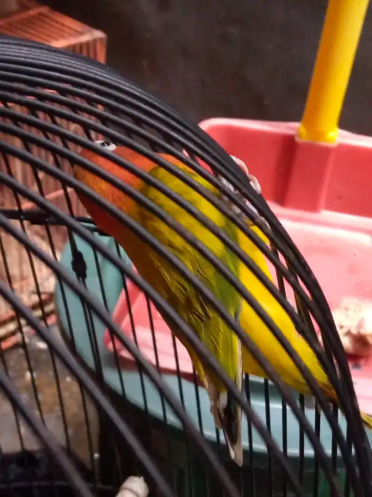 burung lovebird ewing