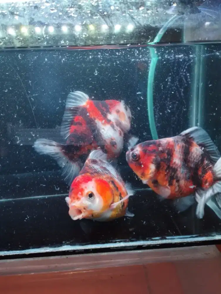 Ikan koki Oranda ST calico