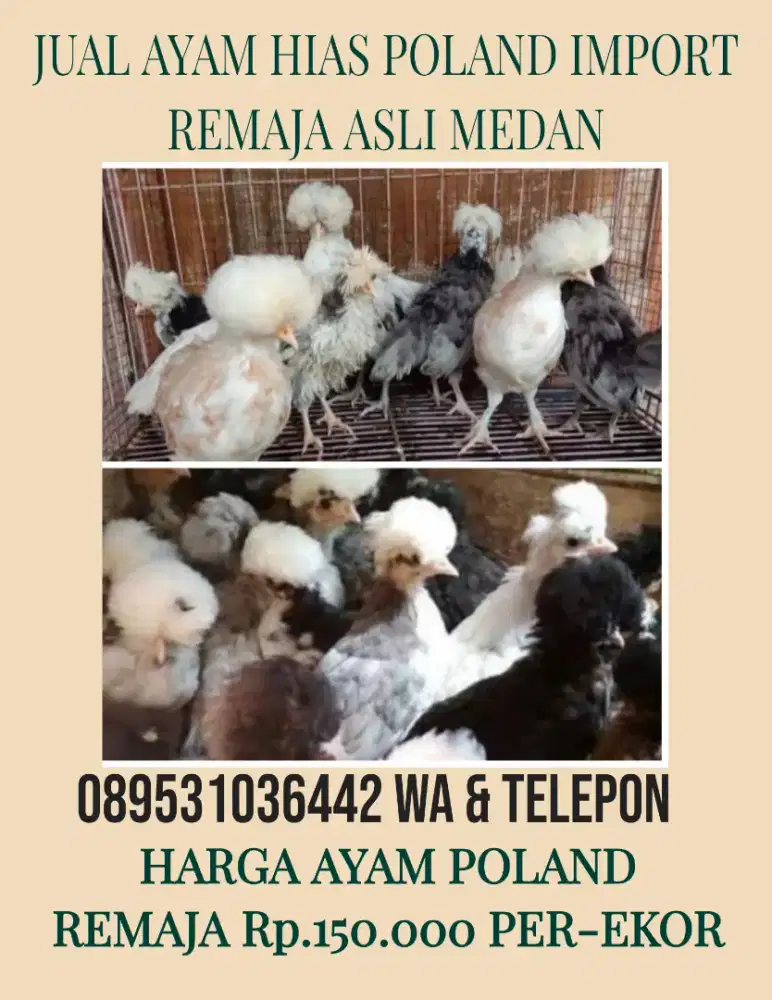 Jual ayam hias polan poland polandia import remaja asli murah medan