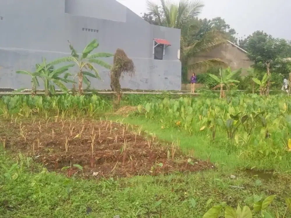 Kavling SHM Ciomas Dekat Perumahan Casa Laladon, Special Diskon Terbatas