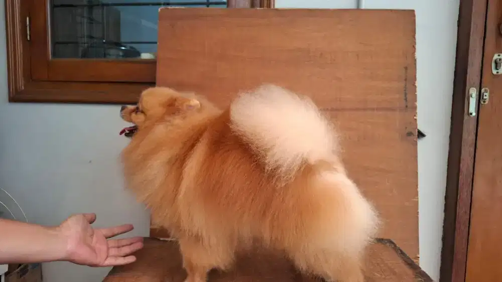 Pomeranian jantan bulu glamour