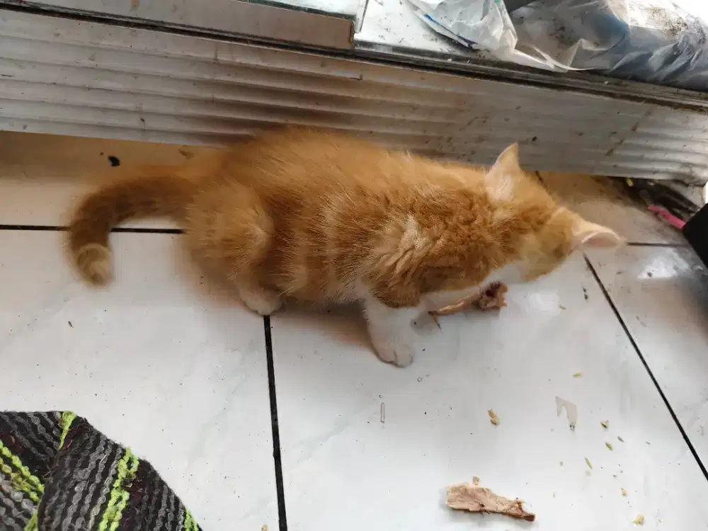 Anak kucing persia