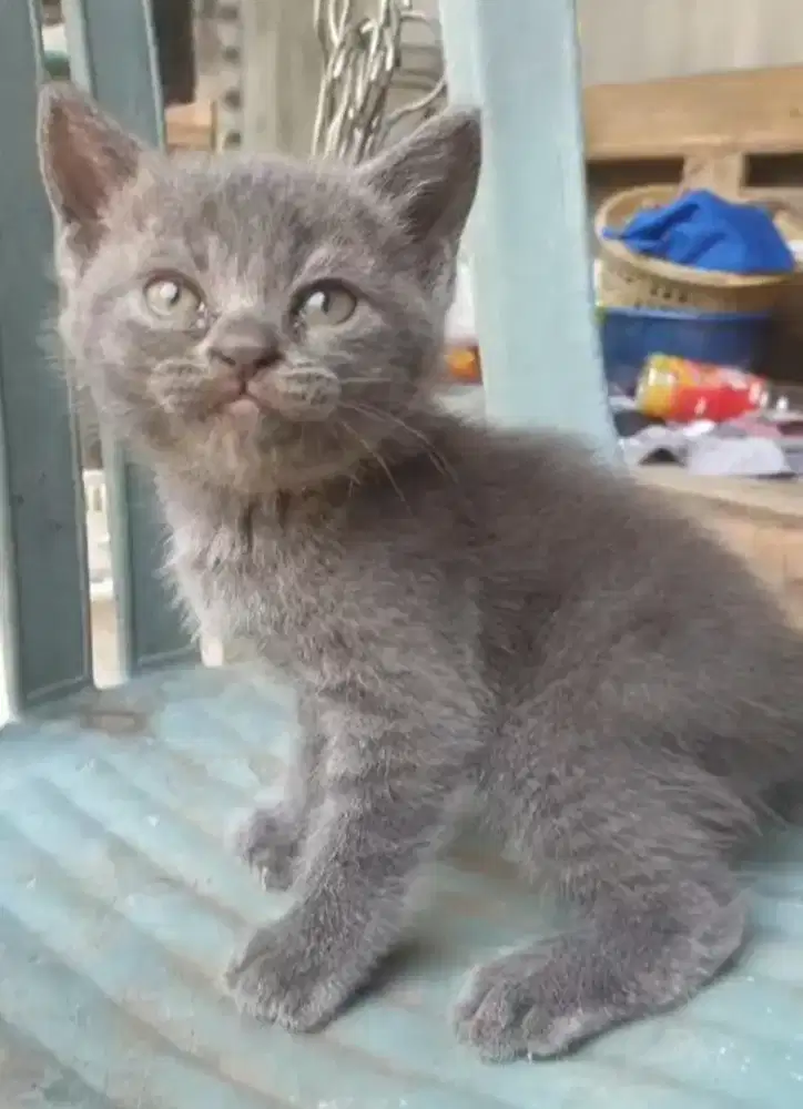 Kucing mix BSH ekor betina