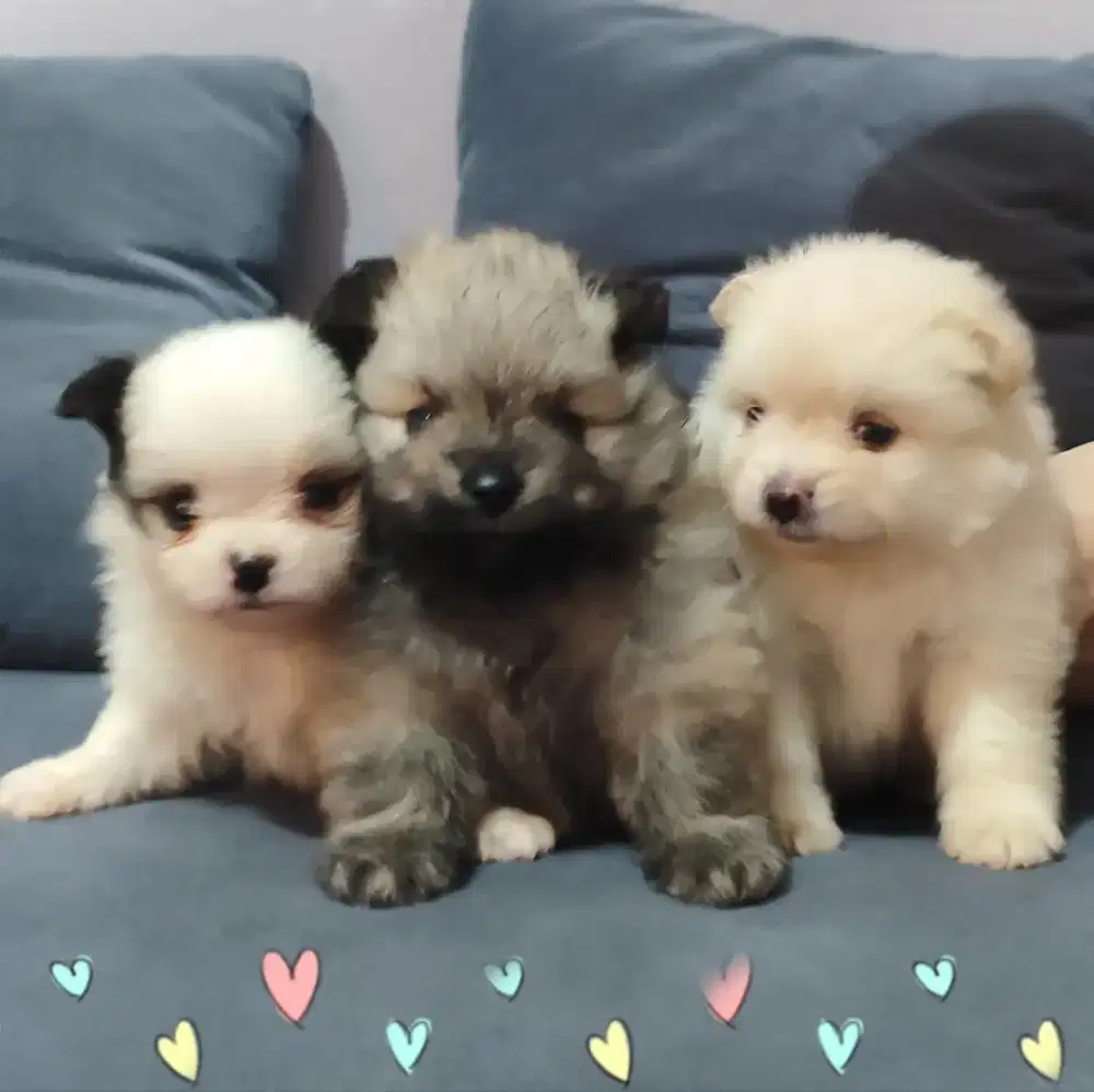 Jual Minipom Gemoy