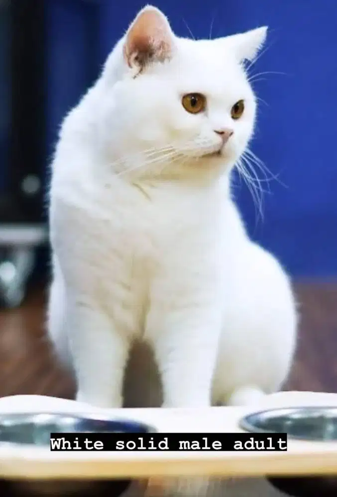 Kucing BSH British Shorthair Jantan WCF Ped Import Rusia