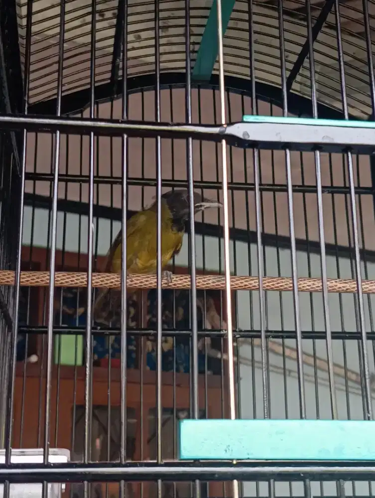 Burung samyong jantan