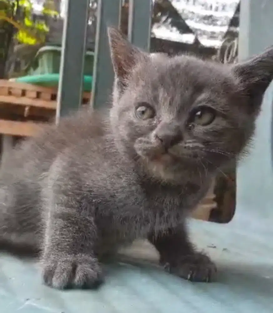 Kucing mix BSH minus ekor