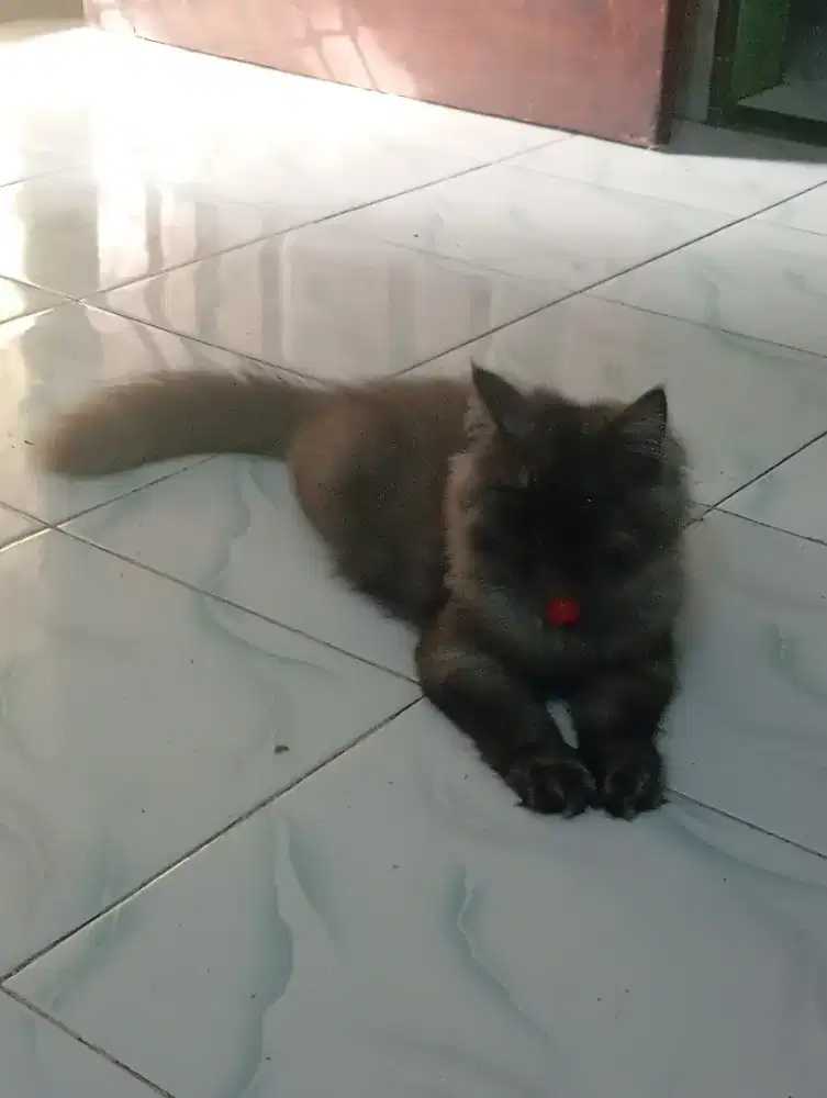 Kucing Black Smoke Premium