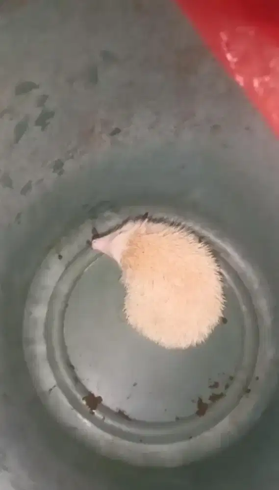 Landak mini albino