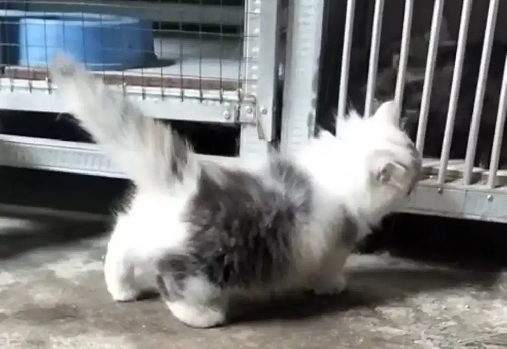 Kitten Munchkin betina