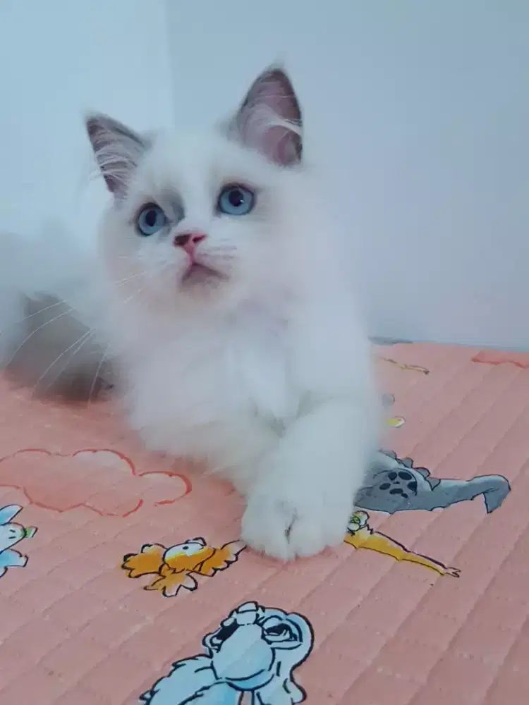 open adopt kitten persia warna ragdoll