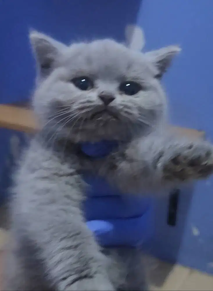 Kucing BSH British Shorthair Jantan Non Ped pure blood