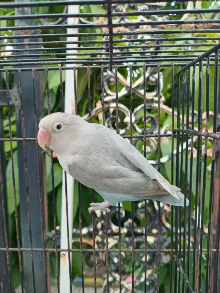 Lovebird Betina Janda Produk