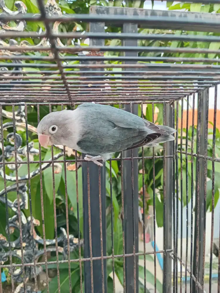 Lovebird Jantan Duda Produk