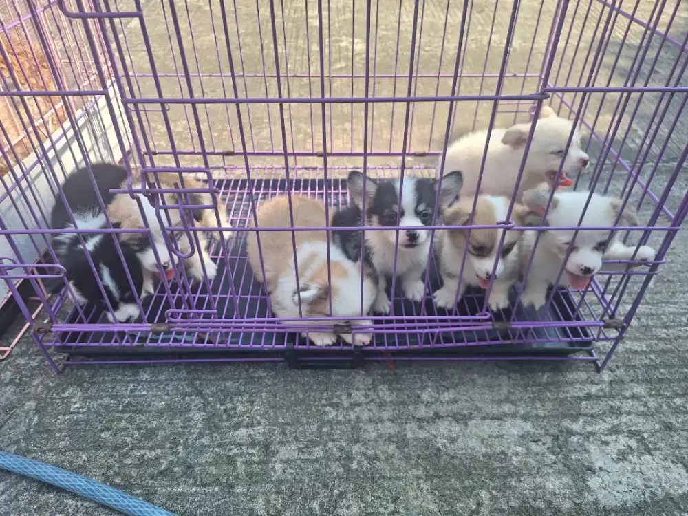 Dijual anakan corgi