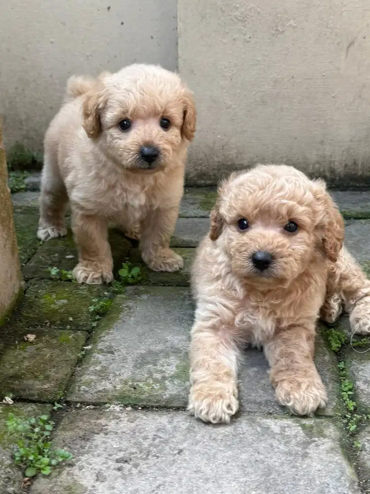 Toy poodle non stbm