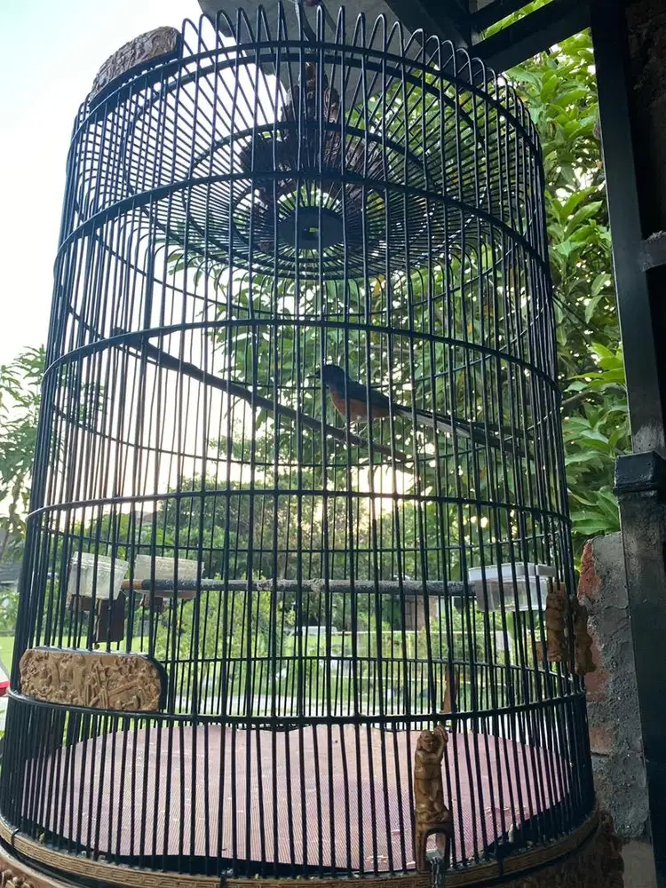 Burung murai batu medan