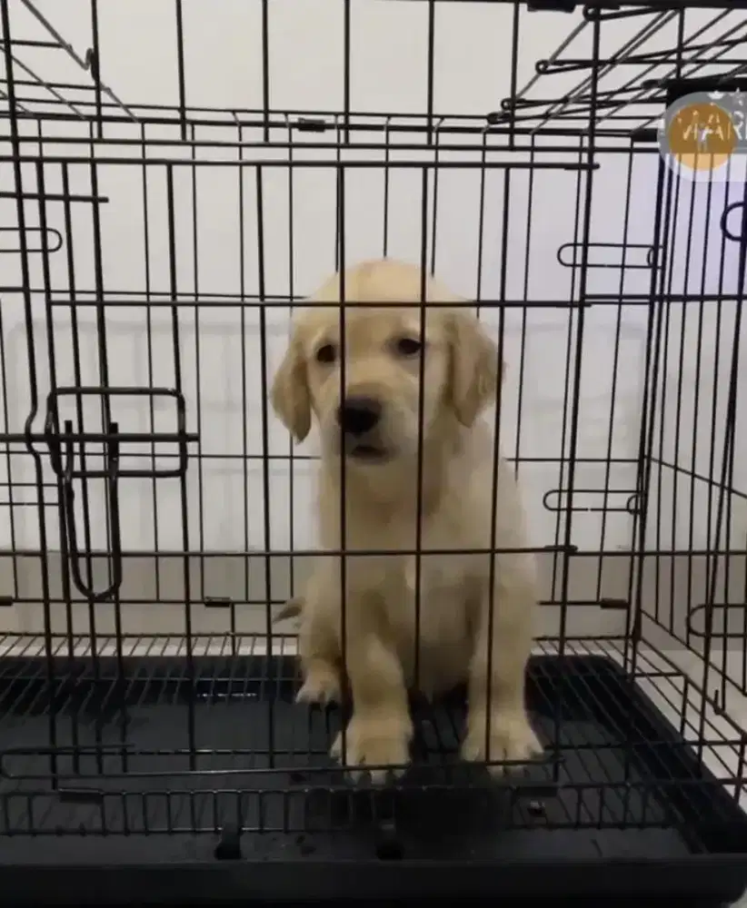 Jual Anjing Golden