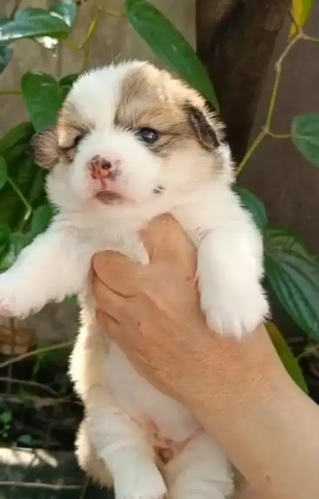 Jual Anjing Corgi