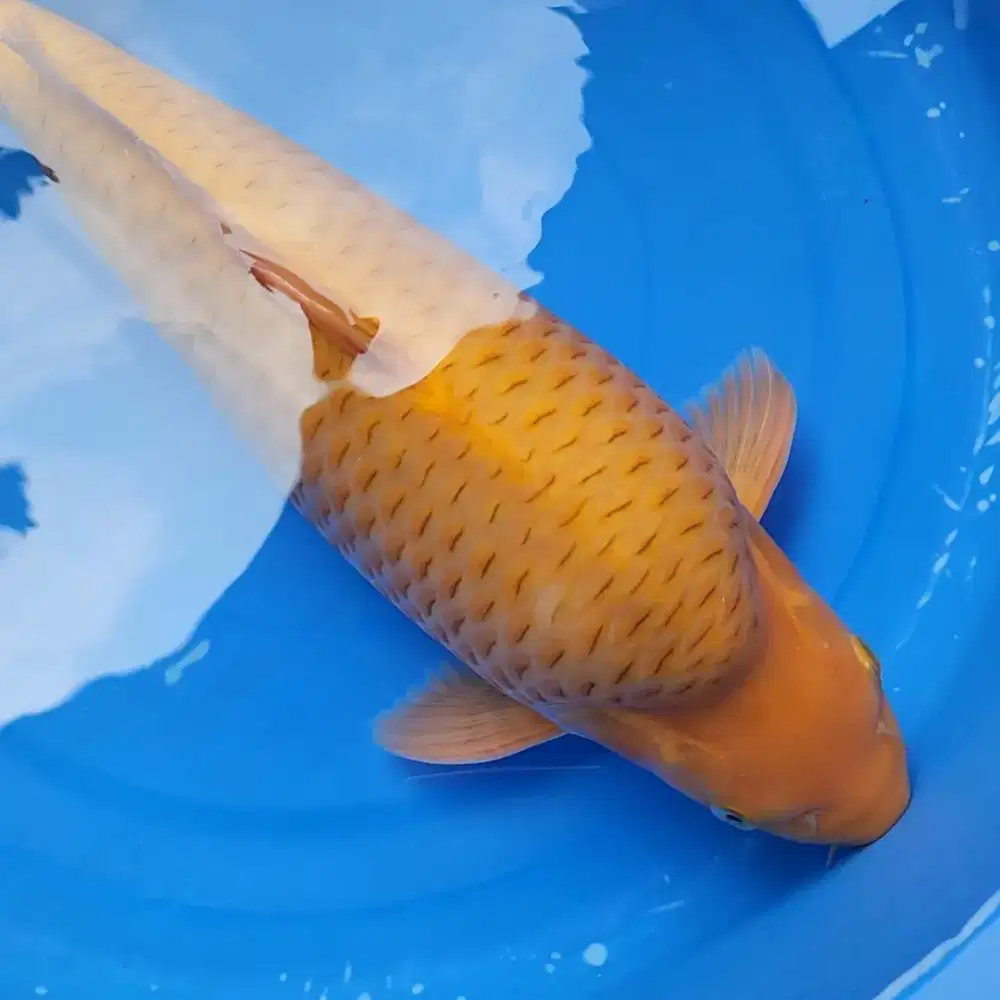 Ikan Koi Chagoi 44 cm