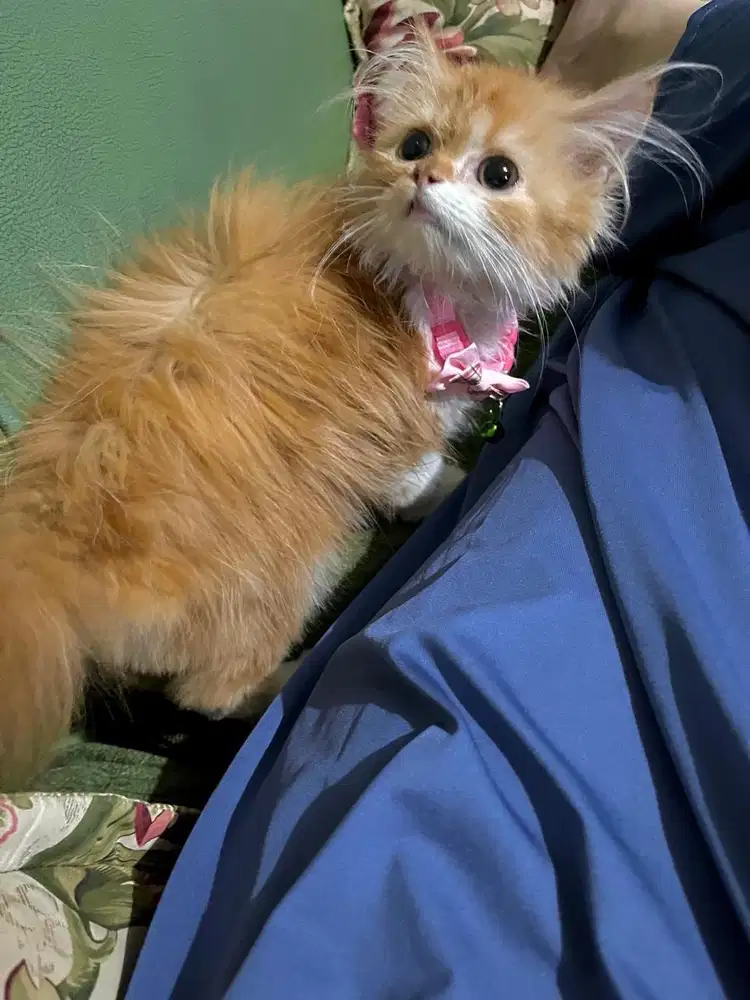 Lepas Adopsi Kucing