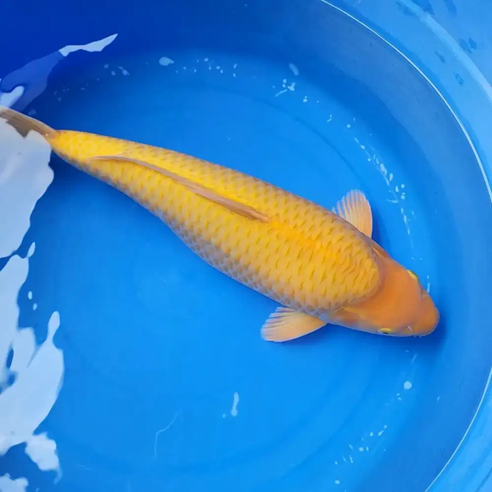 Ikan Koi Chagoi Caramel 44 cm